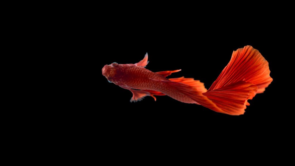 Orange colored Rosetail betta fish type with a black background.