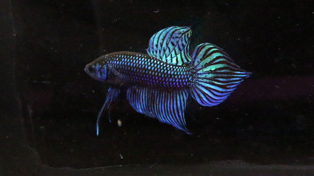 A blue colored spade tail betta with a black background.