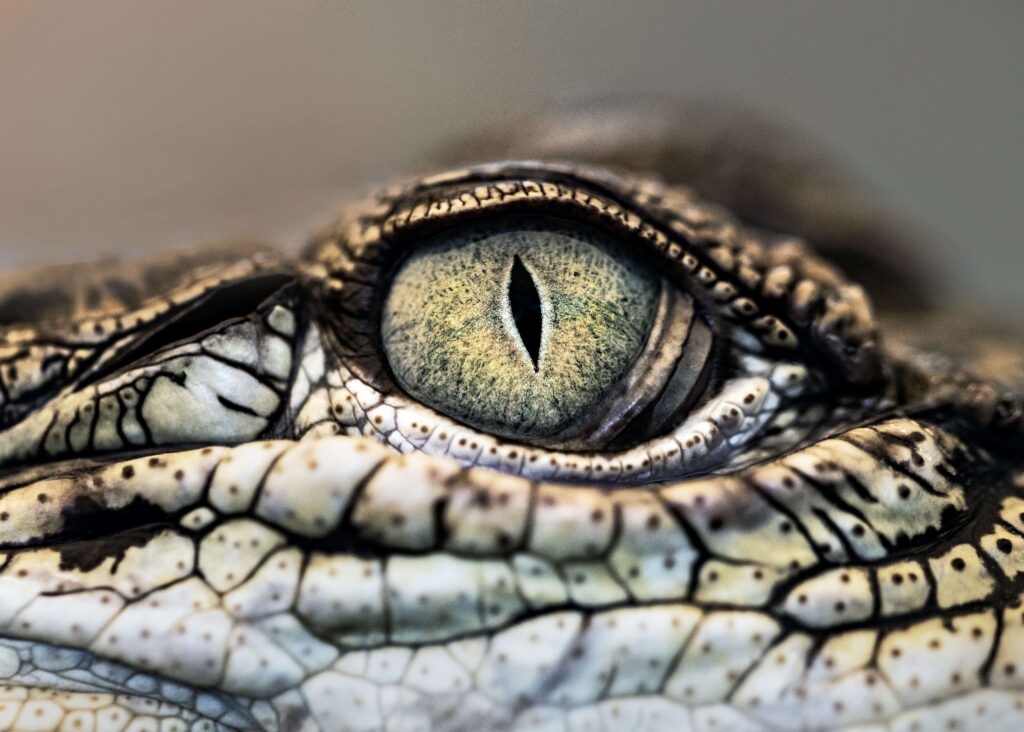 crocodile's eye