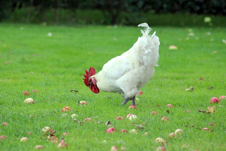 Hen eating apples in a green field.