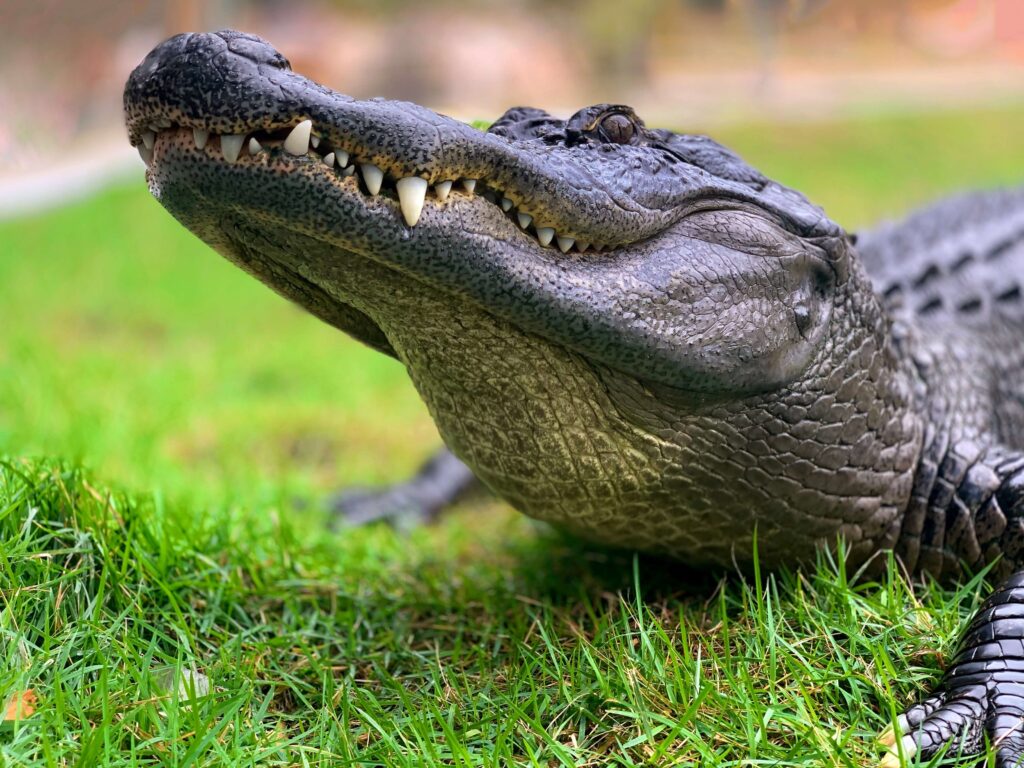 closeup of crocodile