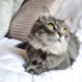 grey and white cat