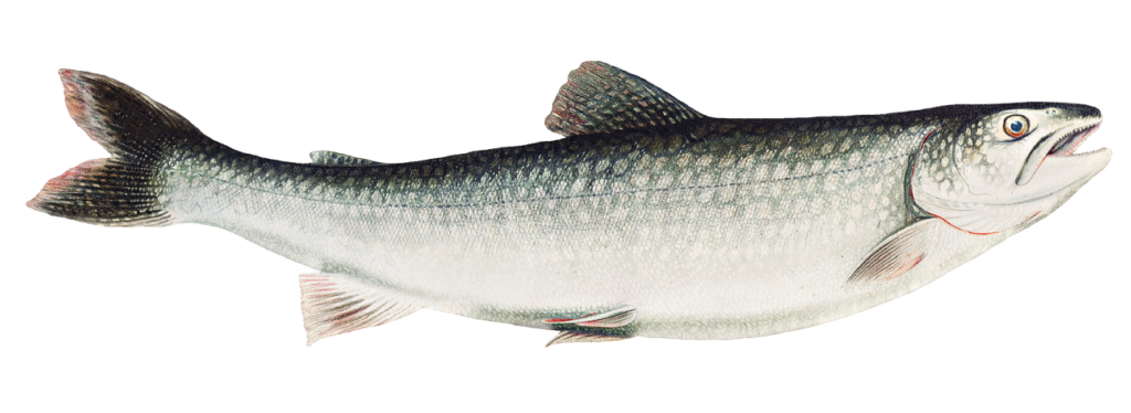 A grey white colored Lake trout 