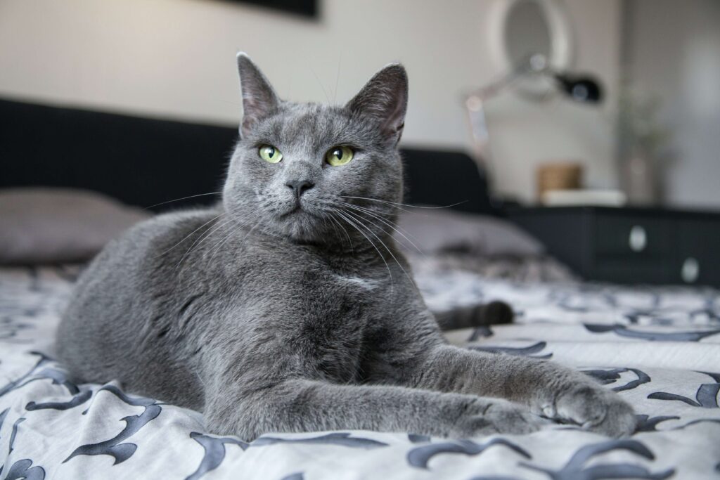 a grey cat sitting