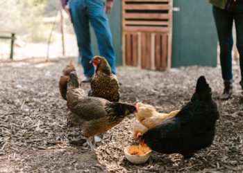 A group of hens eating watermelon in a farm