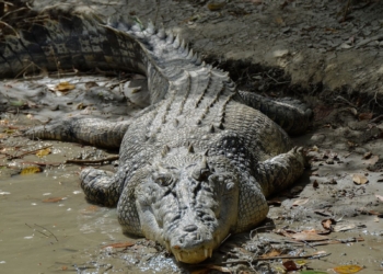 Saltwater crocodile, Estuarine
