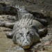 Saltwater crocodile, Estuarine