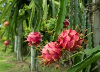 Dragon Fruit Plant - A Kiwi Pear-like Plant