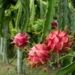 Dragon Fruit Plant - A Kiwi Pear-like Plant