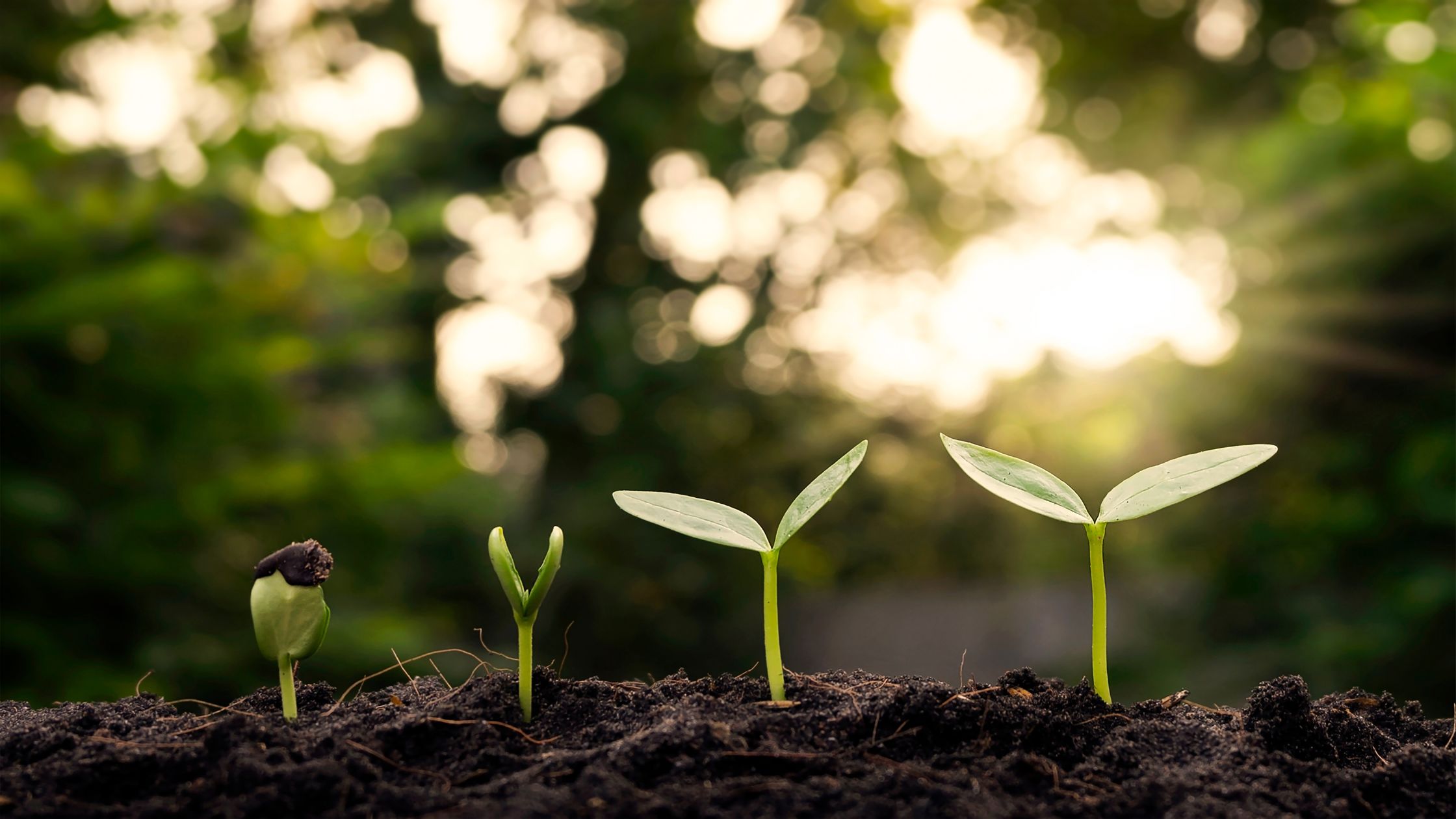 growth stage in plants