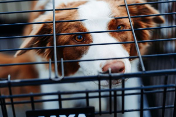 Dog in a cage at the airport