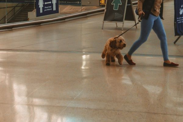 Small dog on a leash at the airport