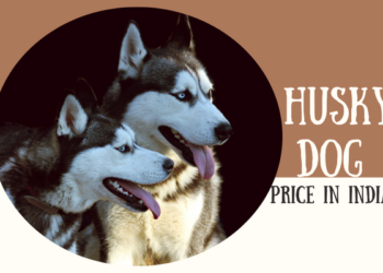 Husky Dog Price In India