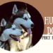 Husky Dog Price In India