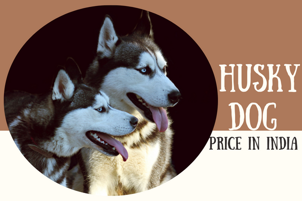 Husky Dog Price In India