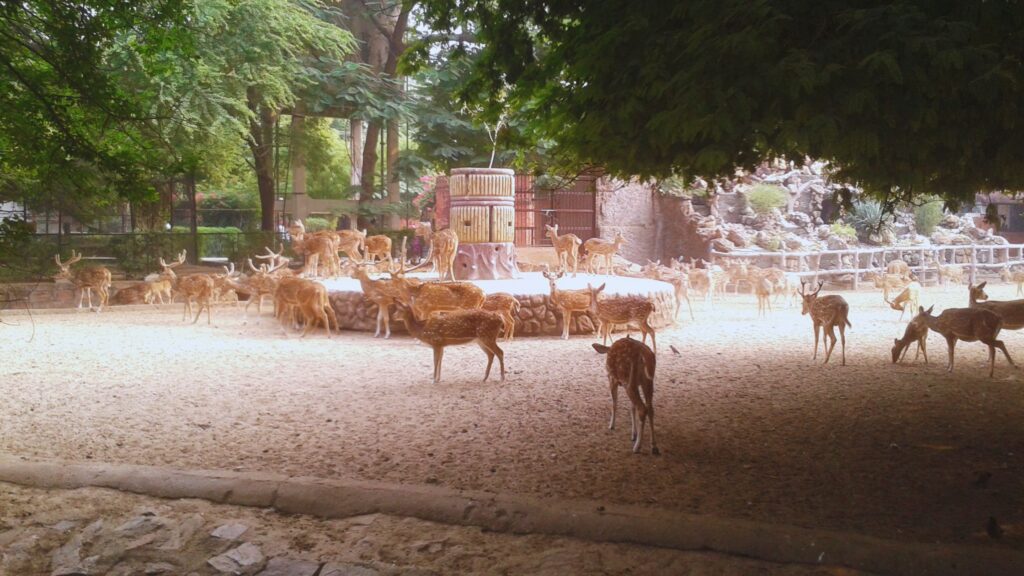 A view of Jaipur Zoo.