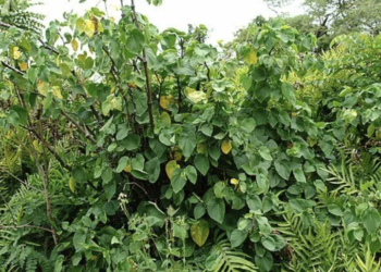 How Kava Bars are Redefining Social Drinking